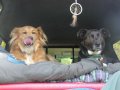 Simba and Shasta in the back of the truck at ClearLake