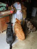 Simba, Shasta, and Lucky begging for a treat