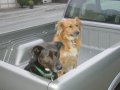 Simba and Shasta in the back of my new truck, 2001