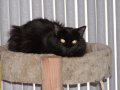 Harley in the new cat tower