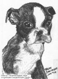 Boston Terrier