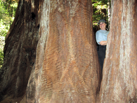 Martha looking out between two redwood trees