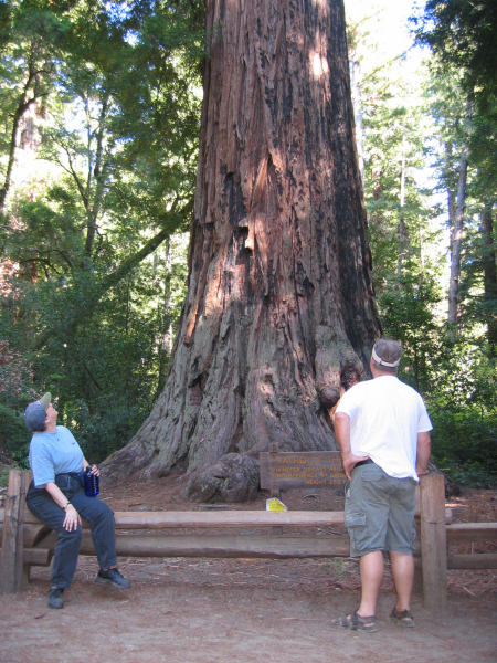 Martha and Robert looking up "The Father of the Forest"